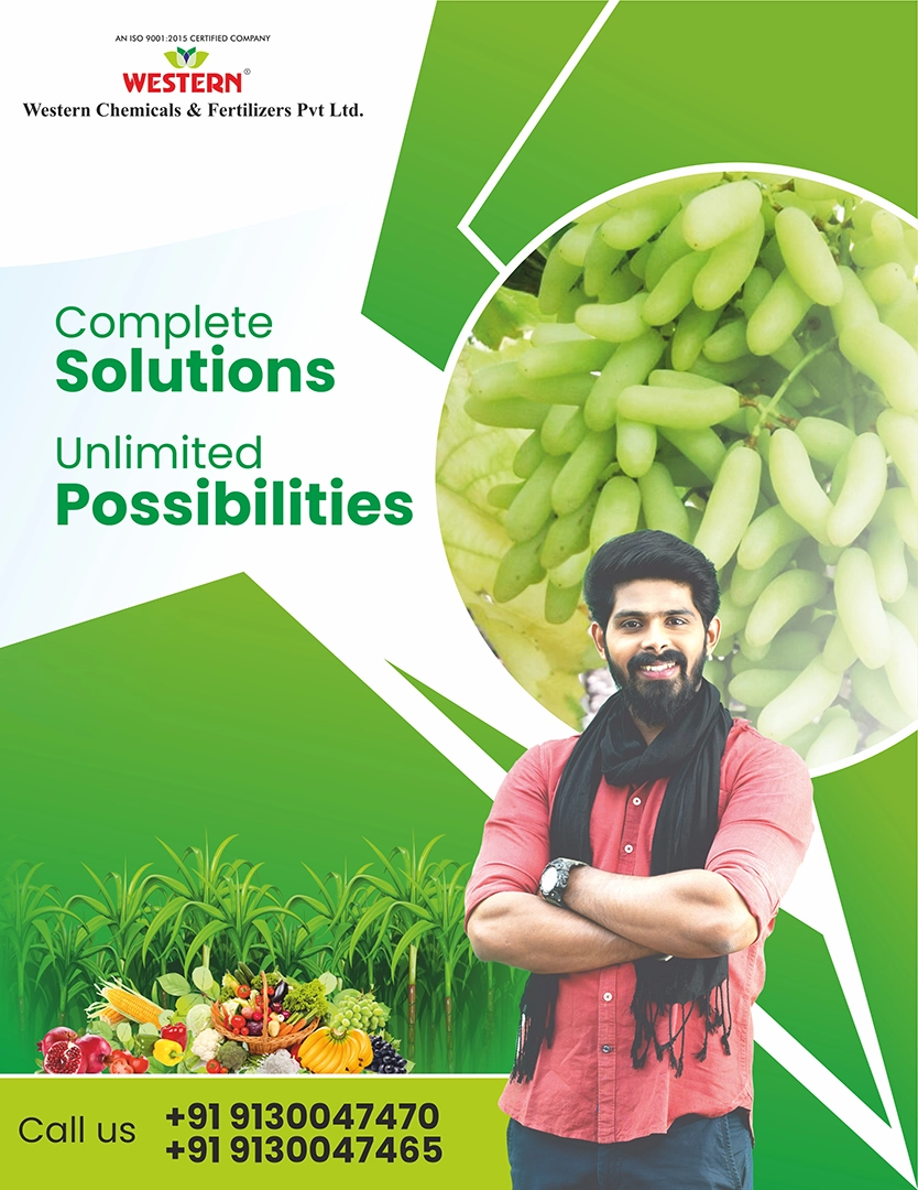 Brochure Designing